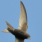 Common Swift  "Apus apus"